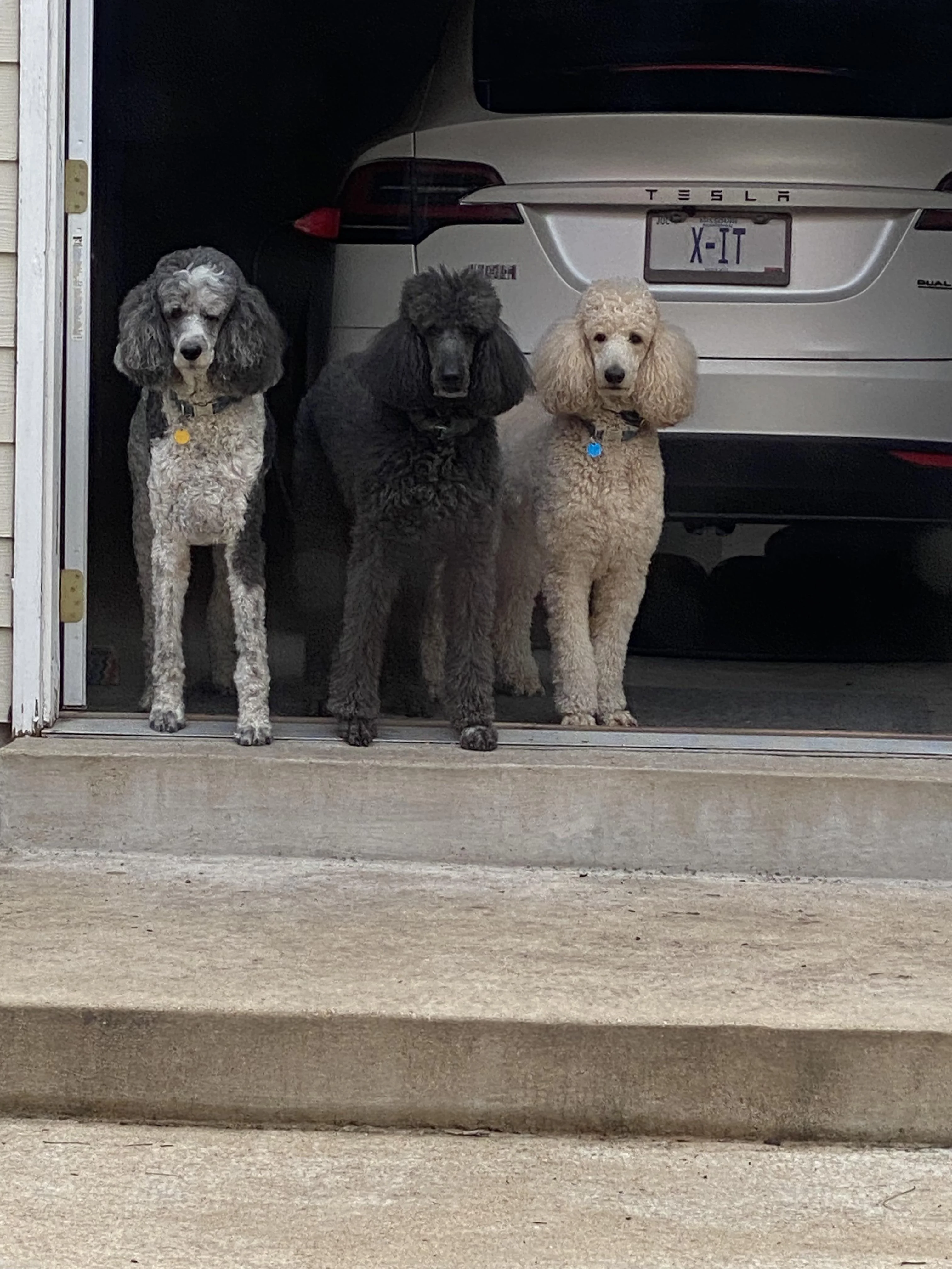 Три стандартных пуделя — мечта владельца с MPD