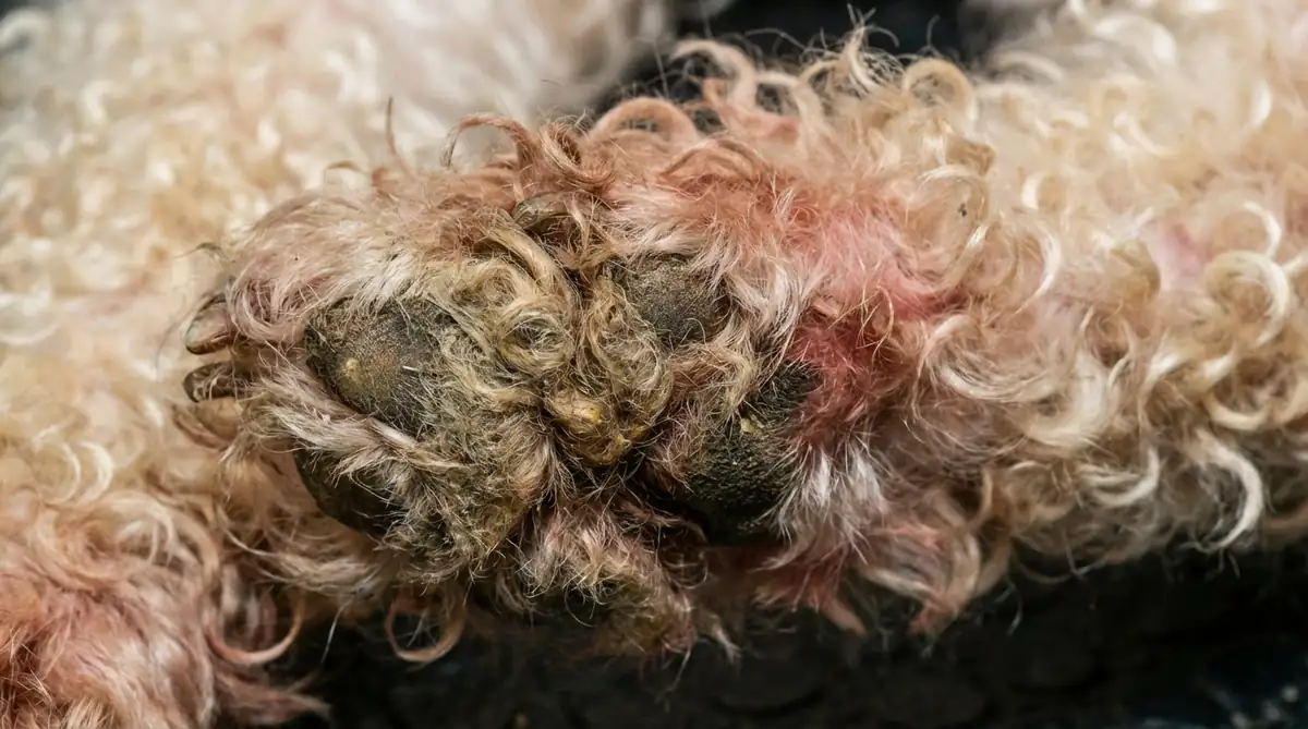 Свалявшийся колтун из кудрявой шерсти между пальцами карликового пуделя до процедуры распутывания, видна плотная структура