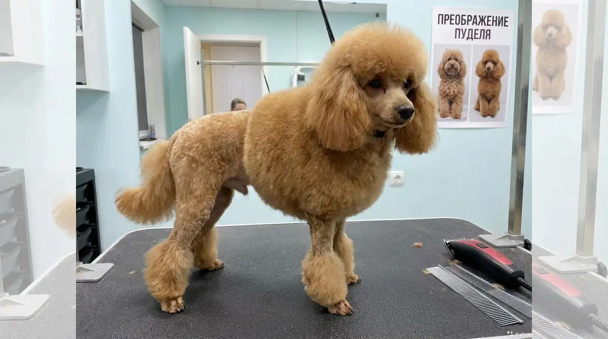 Той-пудель после стрижки с неравномерным отрастанием шерсти - признак пост-стрижечной алопеции