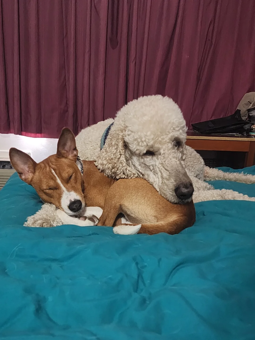 Пудель и басенджи - тихая дружба