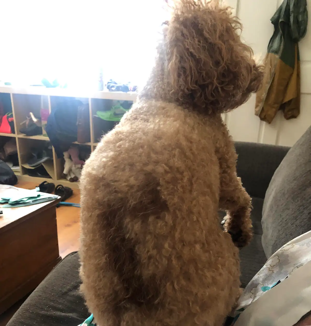 Участок шерсти тёмного оттенка на боку абрикосового пуделя в месте вакцинации - редкий косметический побочный эффект