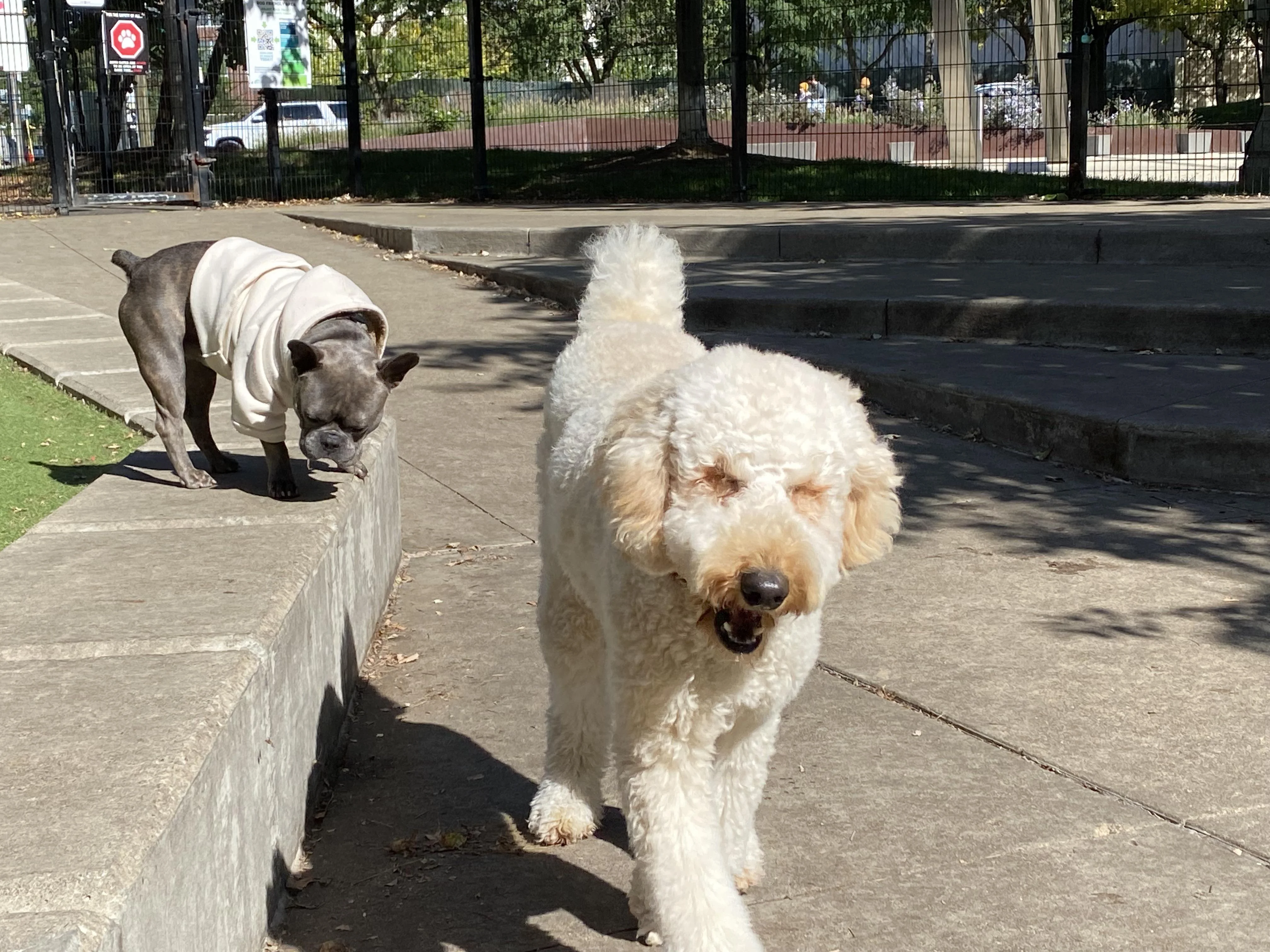 Пудель и французский бульдог - отношения "любовь-ненависть"