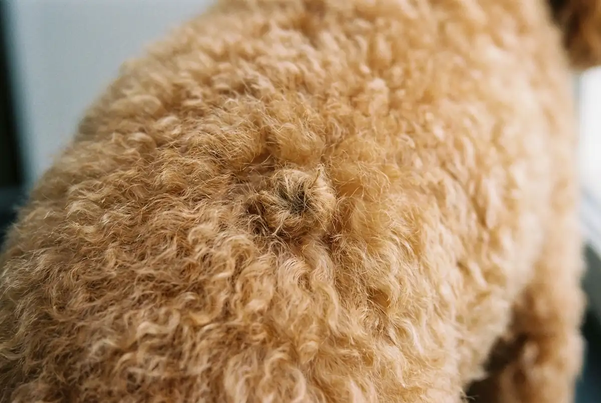 Крупный план: колтун на спине у абрикосового карликового пуделя