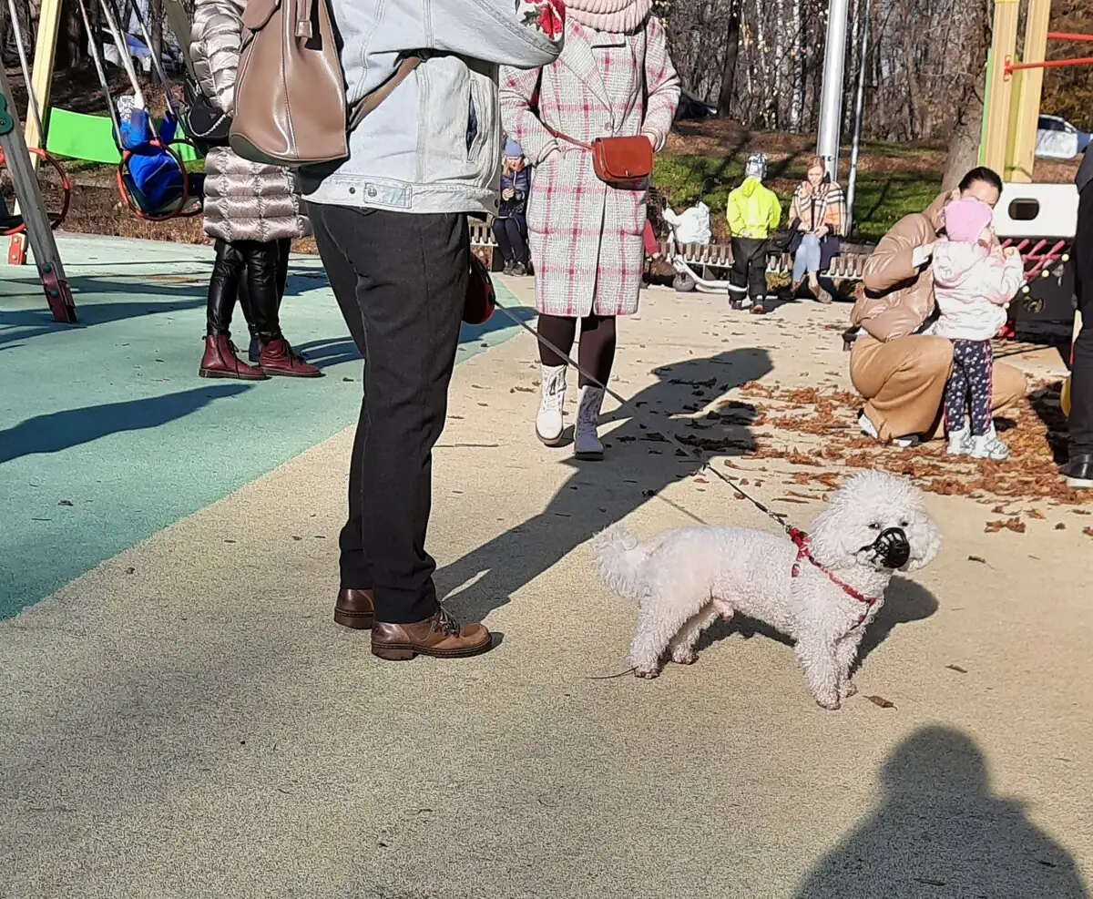 Карликовый пудель в наморднике на детской площаке - фотография канала Дзен "Лайт Версия"