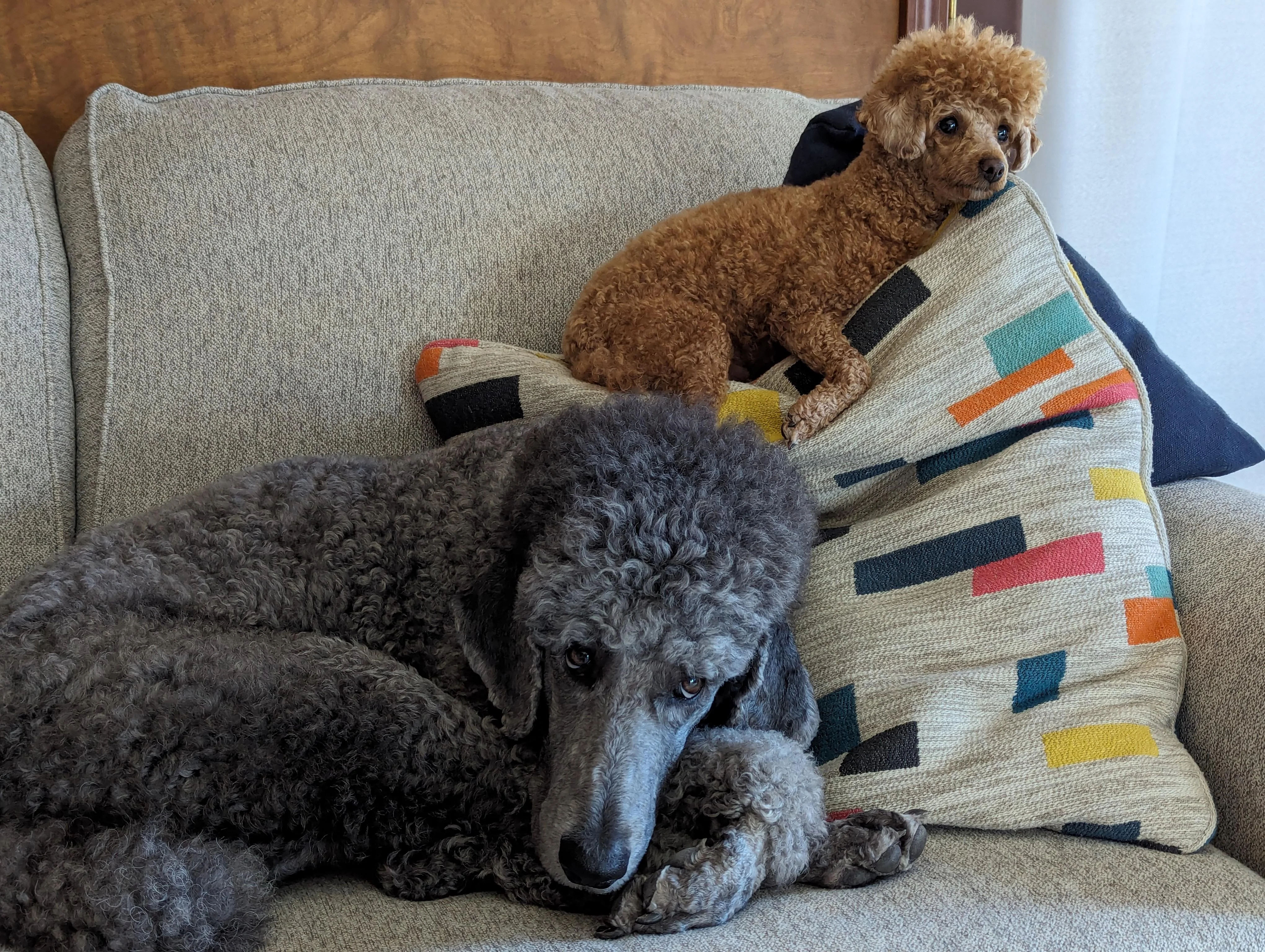 Той-пудель и стандартный пудель - разные размеры, одна порода