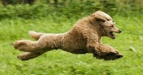 Прыгающий коричневый пудель во время спортивной тренировки.