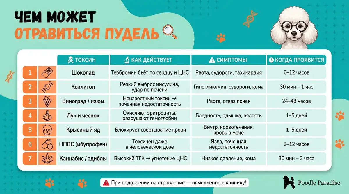 Опасные продукты и вещества для пуделей - таблица симптомов и сроков]