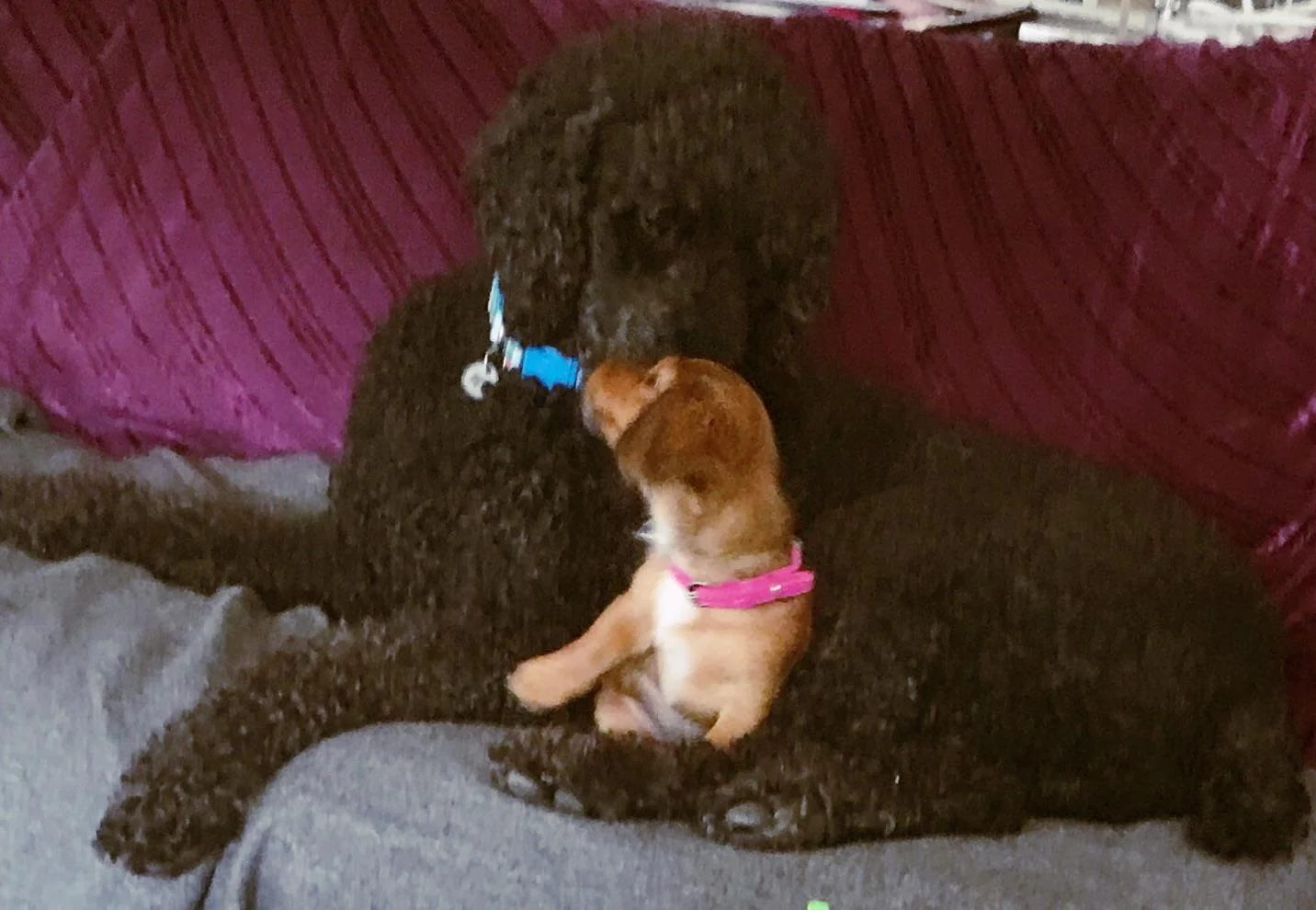 Пудель и такса - любовь с первого взгляда