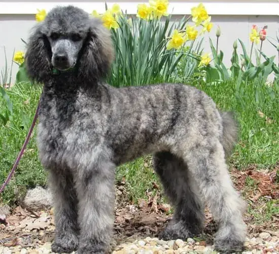 Пудель мраморного окраса (мерль).