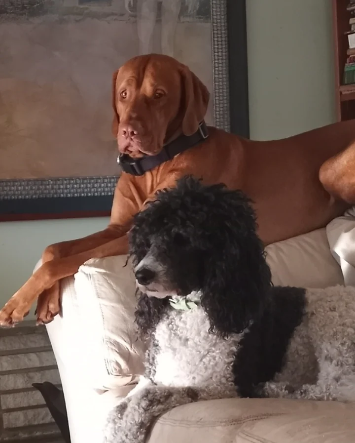 Пудель и выжла - компаньоны