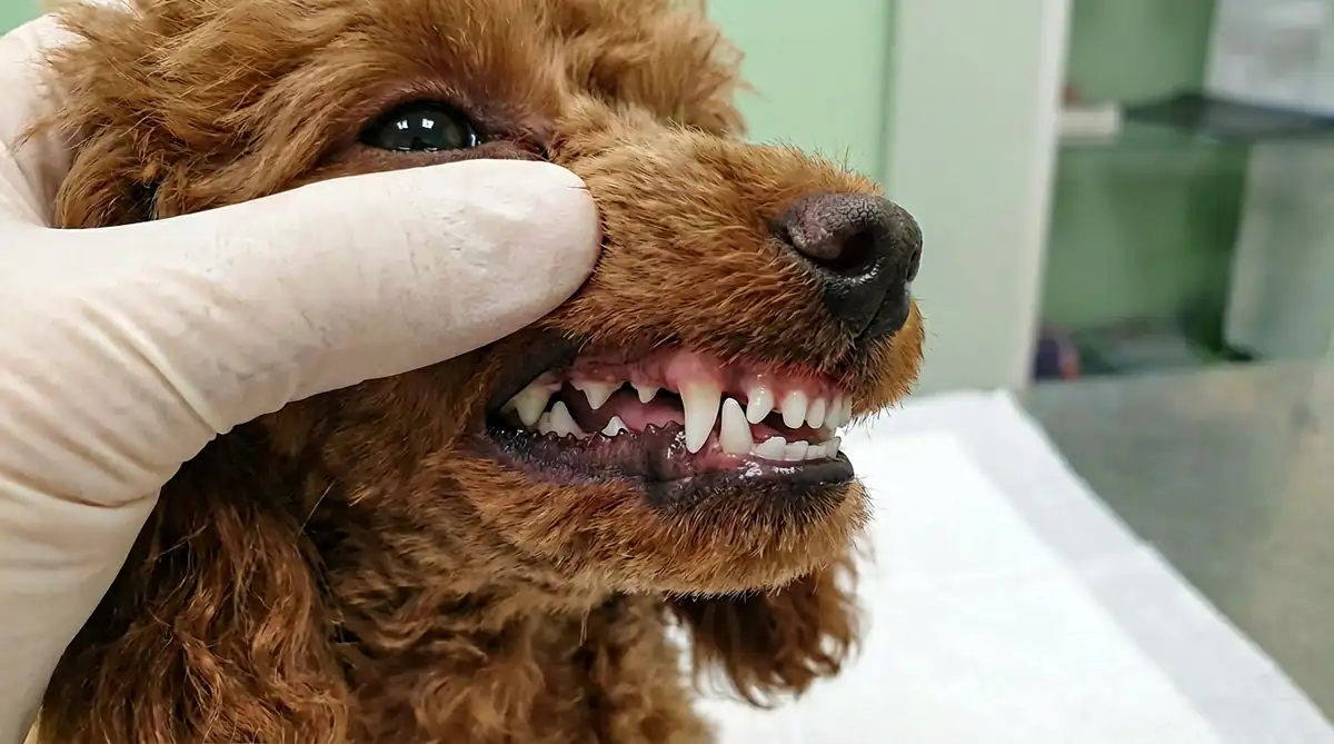 Персистирующие молочные клыки рядом с прорезавшимися постоянными у щенка карликового пуделя - показание к удалению