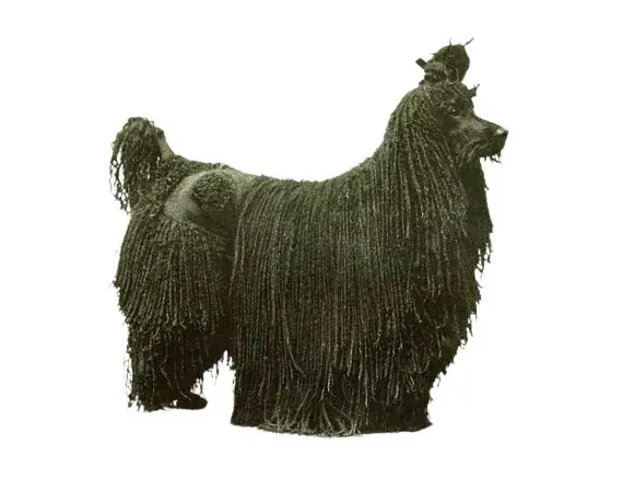 Черный пудель со шнуровым типом шерсти.