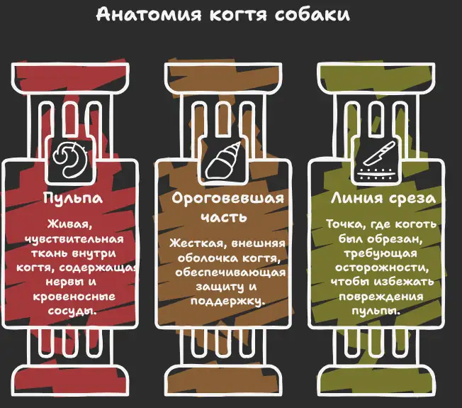 Анатомия когтя пуделя в разрезе: пульпа с кровеносным сосудом и безопасная зона среза