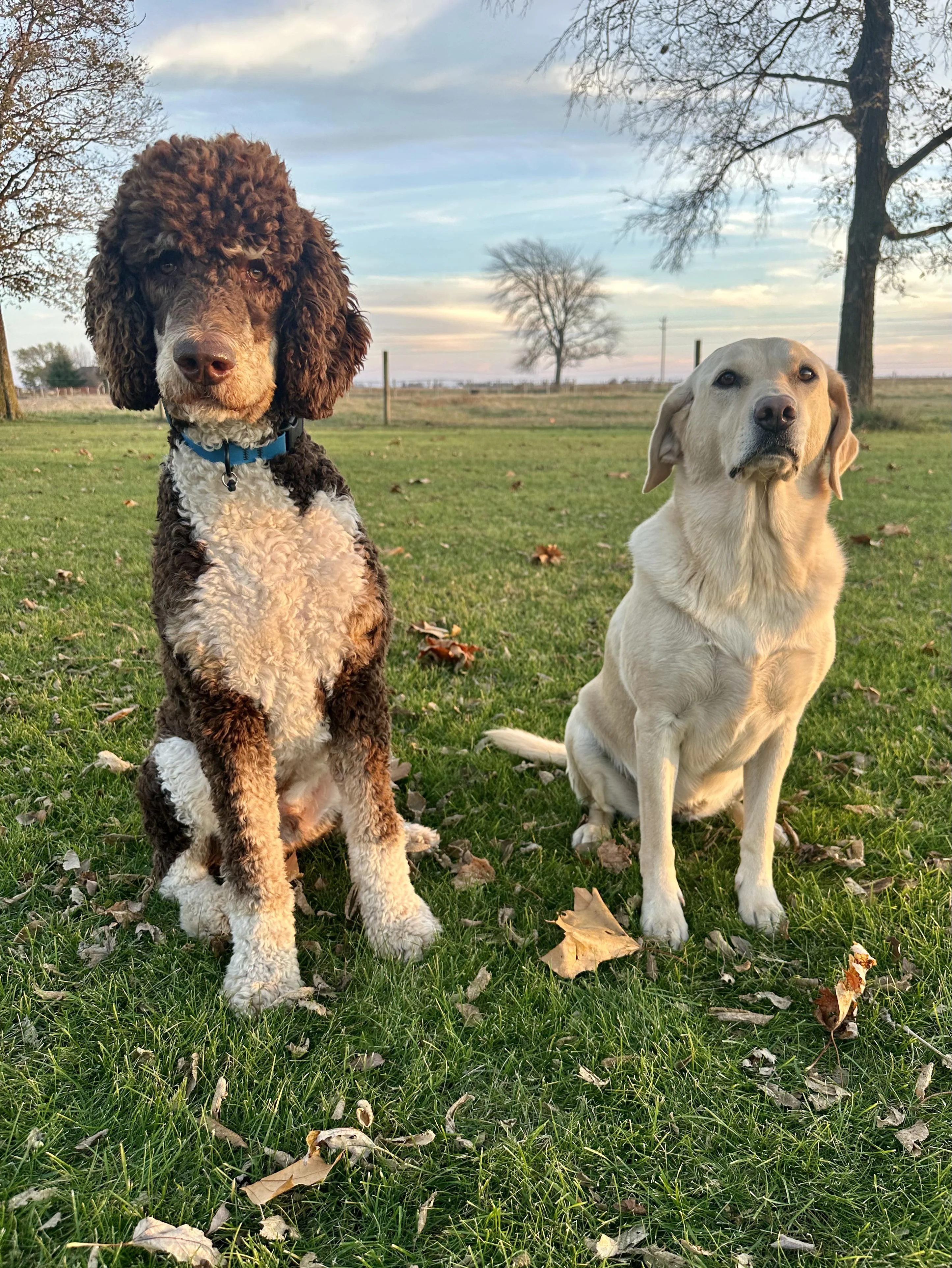 Пудель и лабрадор - хороший характер, но линька