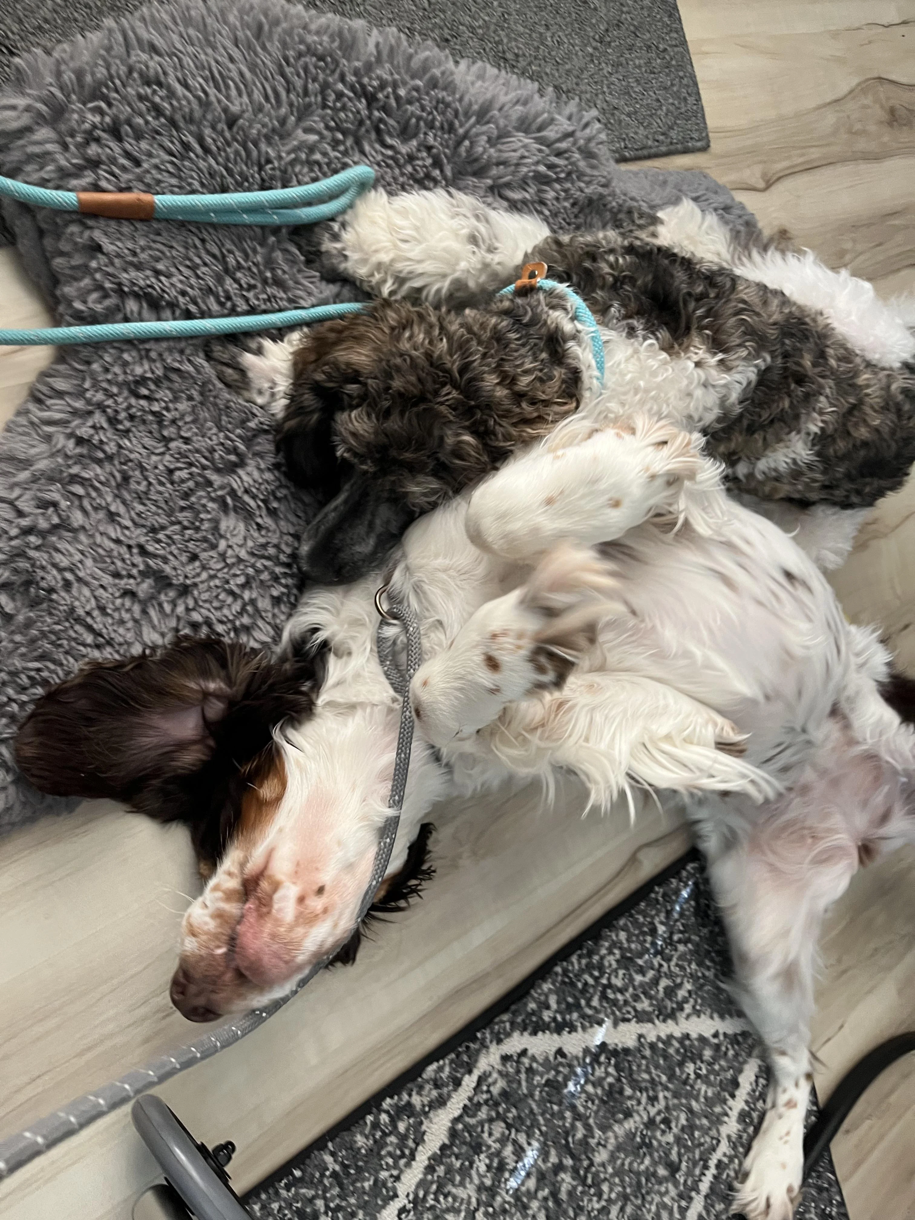 Пудель и спрингер-спаниель - охотничьи породы дружат