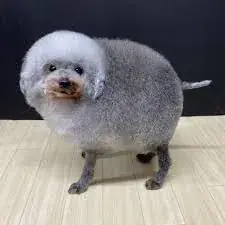 "Шарообразный" пудель. Смешная стрижка.