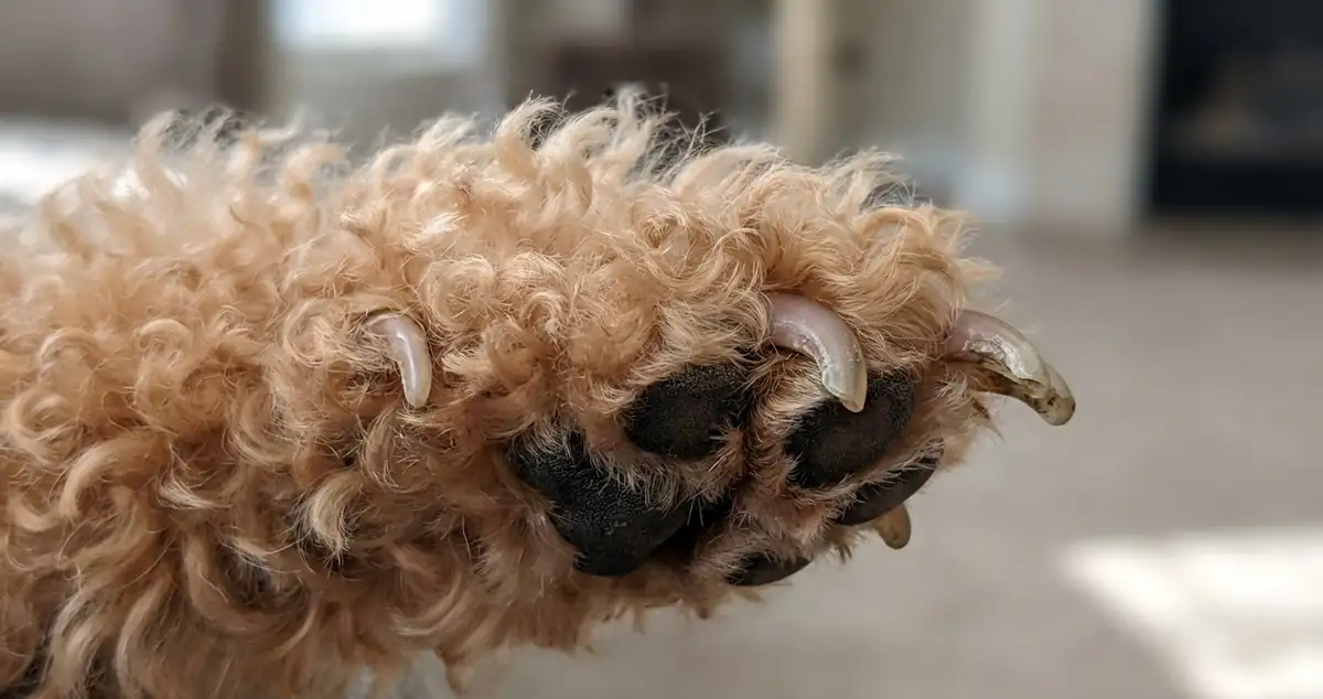 Лапа той-пуделя абрикосового окраса с отросшими когтями, требующими стрижки — крупный план