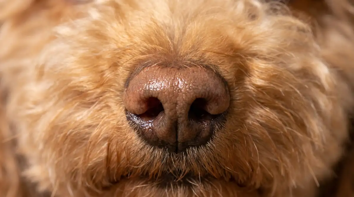 Мочка носа той-пуделя абрикосового окраса крупным планом — нормальное влажное состояние