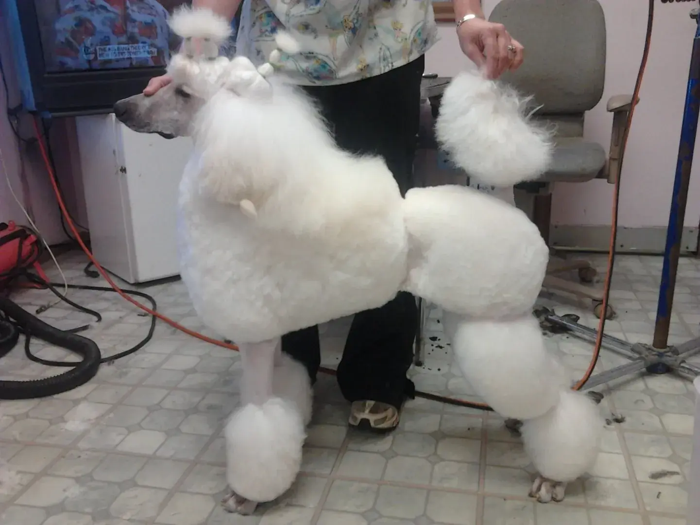 Пудель в стрижке "Английское седло".