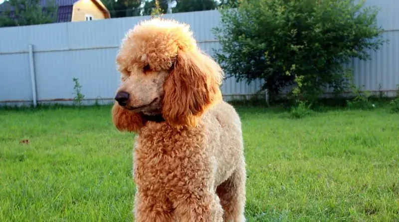 Абрикосовый пудель.