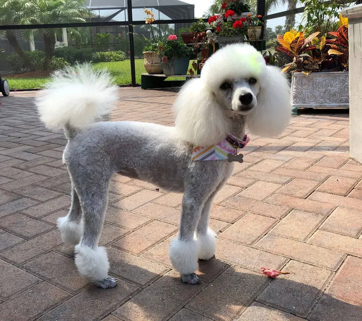 Пудель в летней гигиенической стрижке «Бикини».