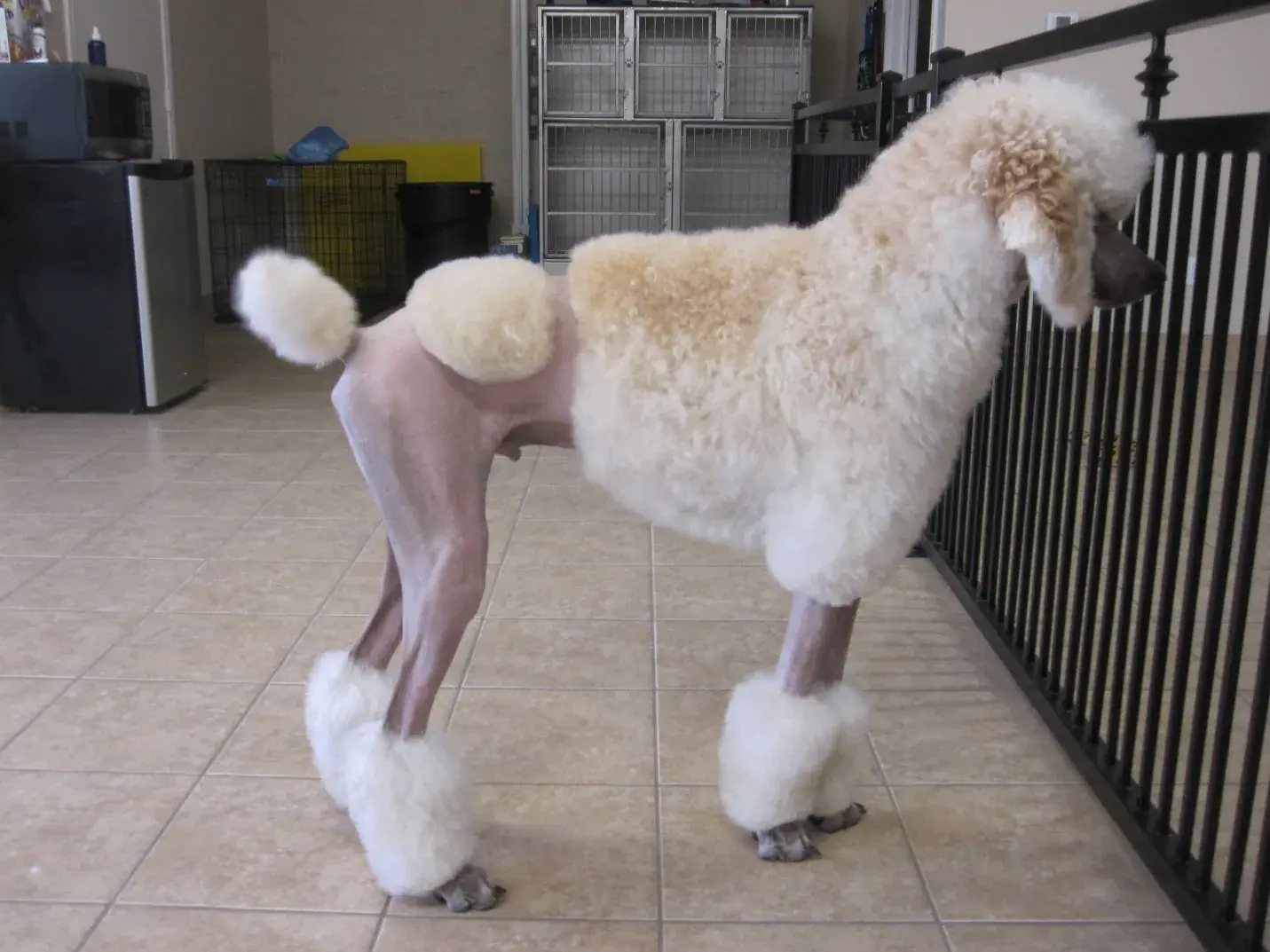 Пудель в континентальной стрижке (Лев).