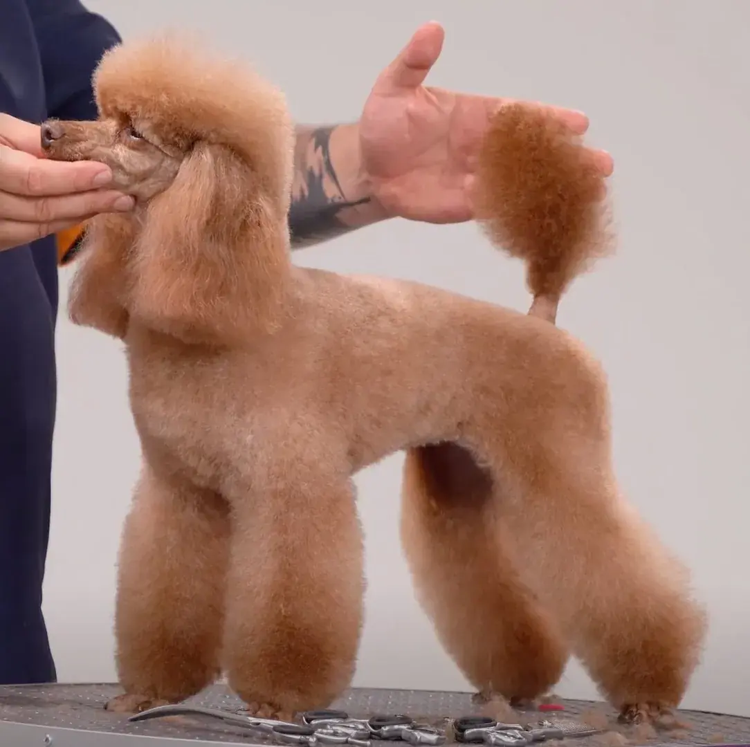 Пудель в спортивной стрижке (Модерн).