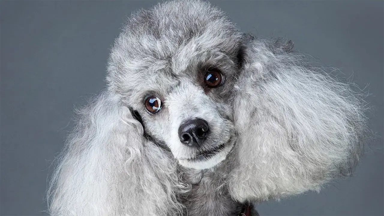 Серебристый, или серый, пудель.