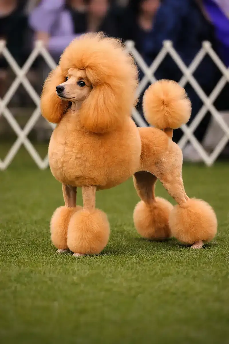 Абрикосовый карликовый пудель, стрижка Английское седло (English Saddle Clip), взрослый