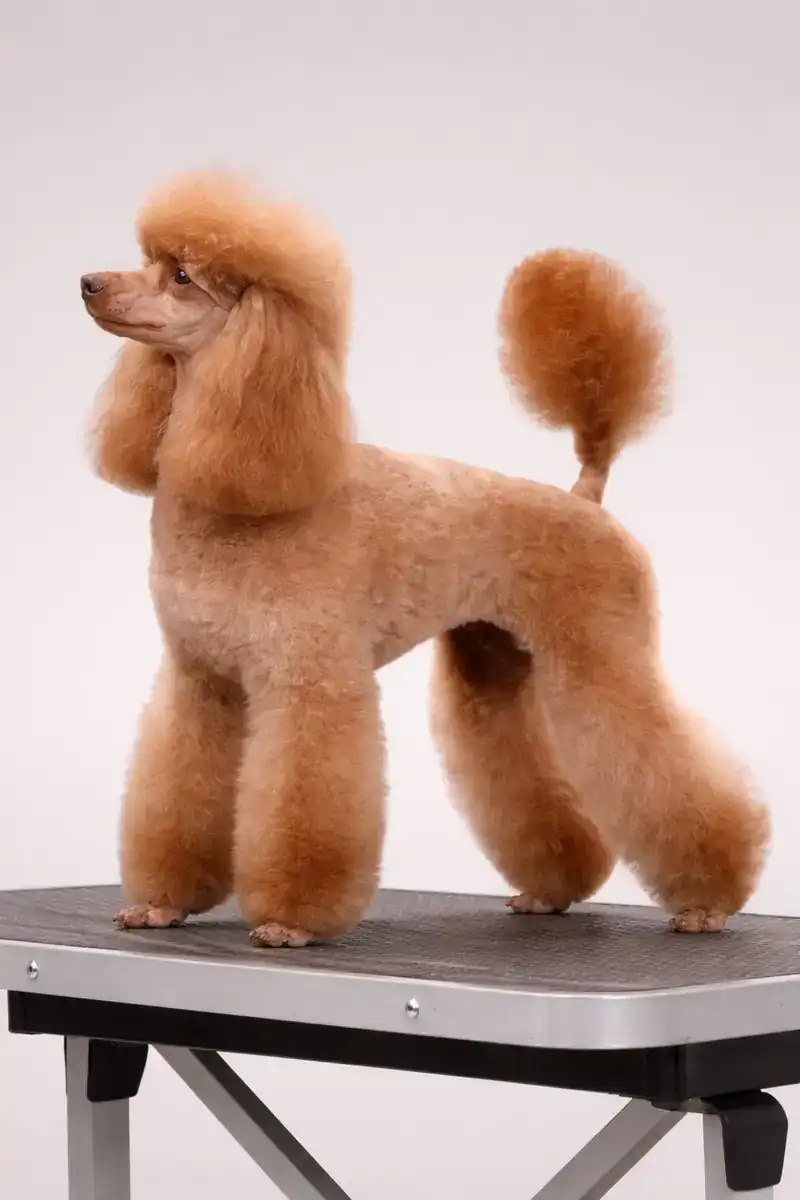 Абрикосовый карликовый пудель, стрижка Модерн (Modern Clip), взрослый