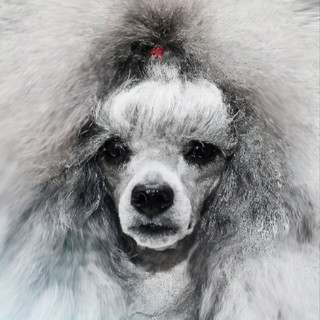 Питомник ИЗ КОРОЛЕВСТВА СТРЕЛЬЦА / IZ KOROLEVSTVA STRELCA