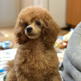 Питомник ГРАЦИЯ БОСПОРА / GRATSIYA BOSPORA