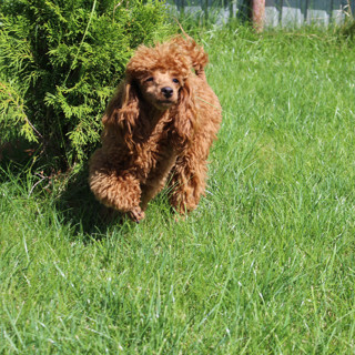 Питомник АЛЬВАРЕС ДЕ АМУР / ALVAREZ DE AMOUR