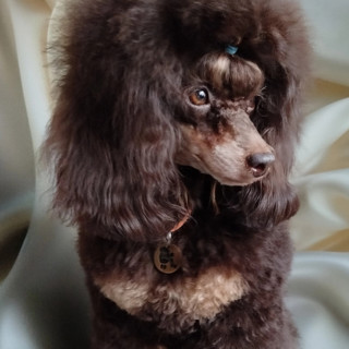 Питомник ЛИРЭН ДЭ ЛЮКС / LIREN DE LUXE