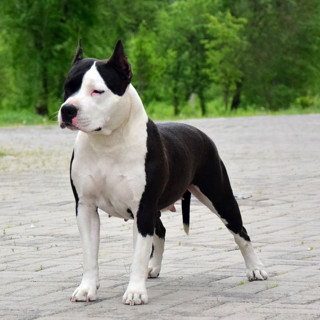 Питомник ТАГЕС СМАЙЛ / TAGES SMILE