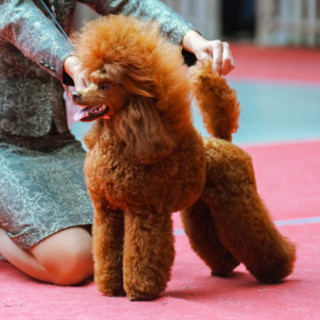 Питомник САН ТИАРА / SUN TIARA