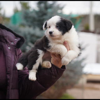 Питомник АЙС ГУАРД / ICE GUARD