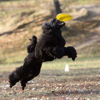 Питомник ШАНС БИЖУ / SHANS BIZHU