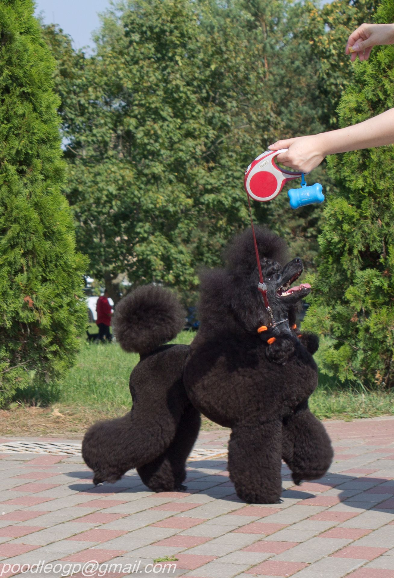 Питомник ОТ ГОСПОЖИ ПАНИНОЙ / OT GOSPOJI PANINOI