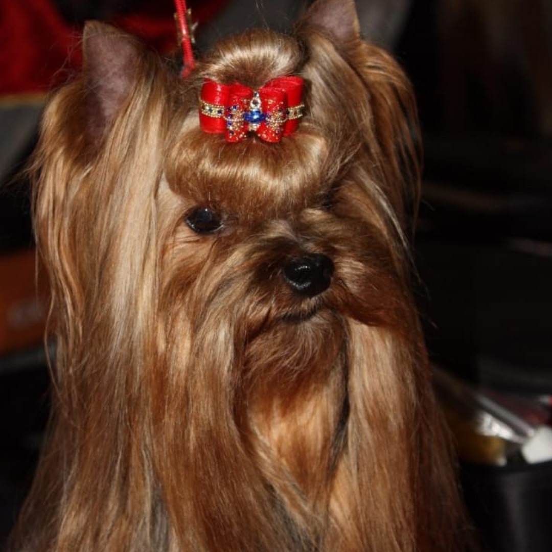 Питомник МАЙ ПЛЕНЕТ / MY PLANET