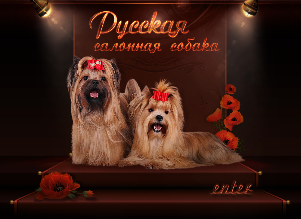 Питомник ДЖАБУЛАНИ / JABULANI