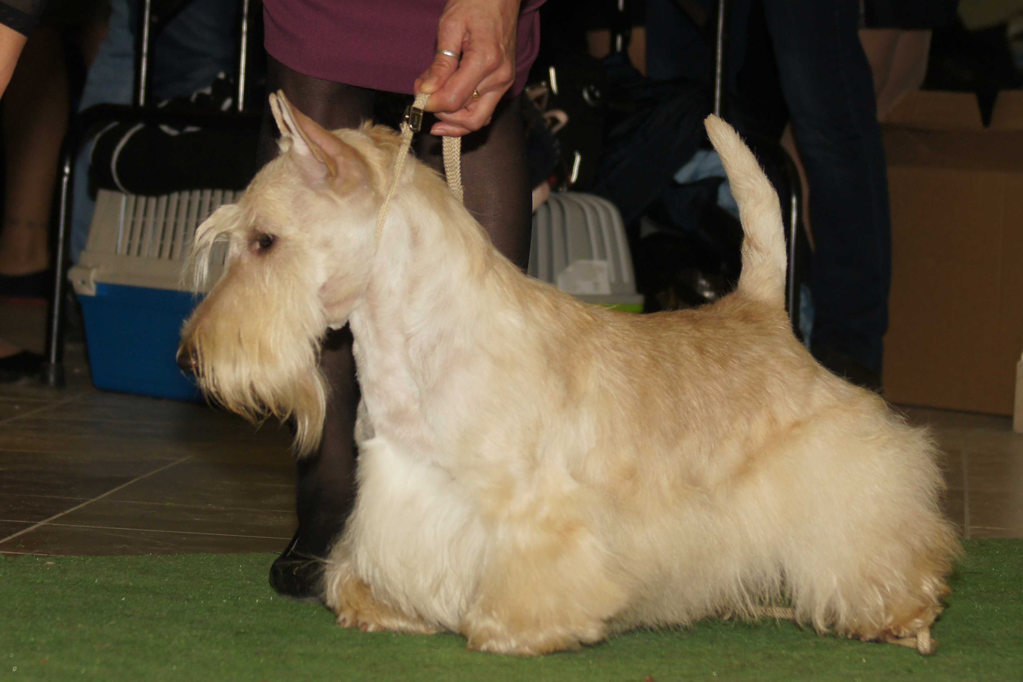 Питомник АЛЬГИЗ / ALGIZ