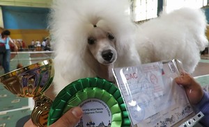 Питомник ИМПЕРИЯ ВИКТЭЛЬ / IMPERIYA VIKTEL