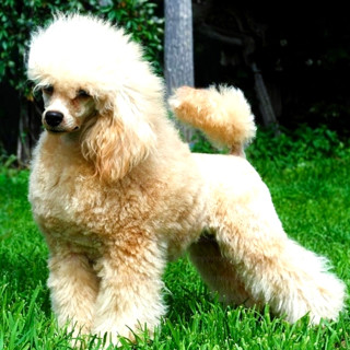 Питомник ОТ ЗОЛОТОГО ПРИБОЯ / OT ZOLOTOGO PRIBOJA