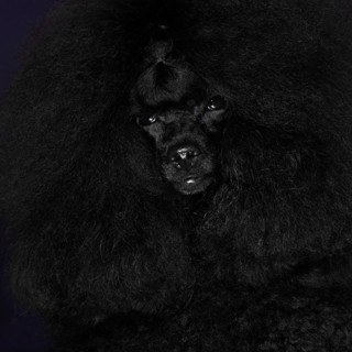 Питомник С ЛИПЕЦКОЙ СЛОБОДЫ / S LIPETSKOY SLOBODY