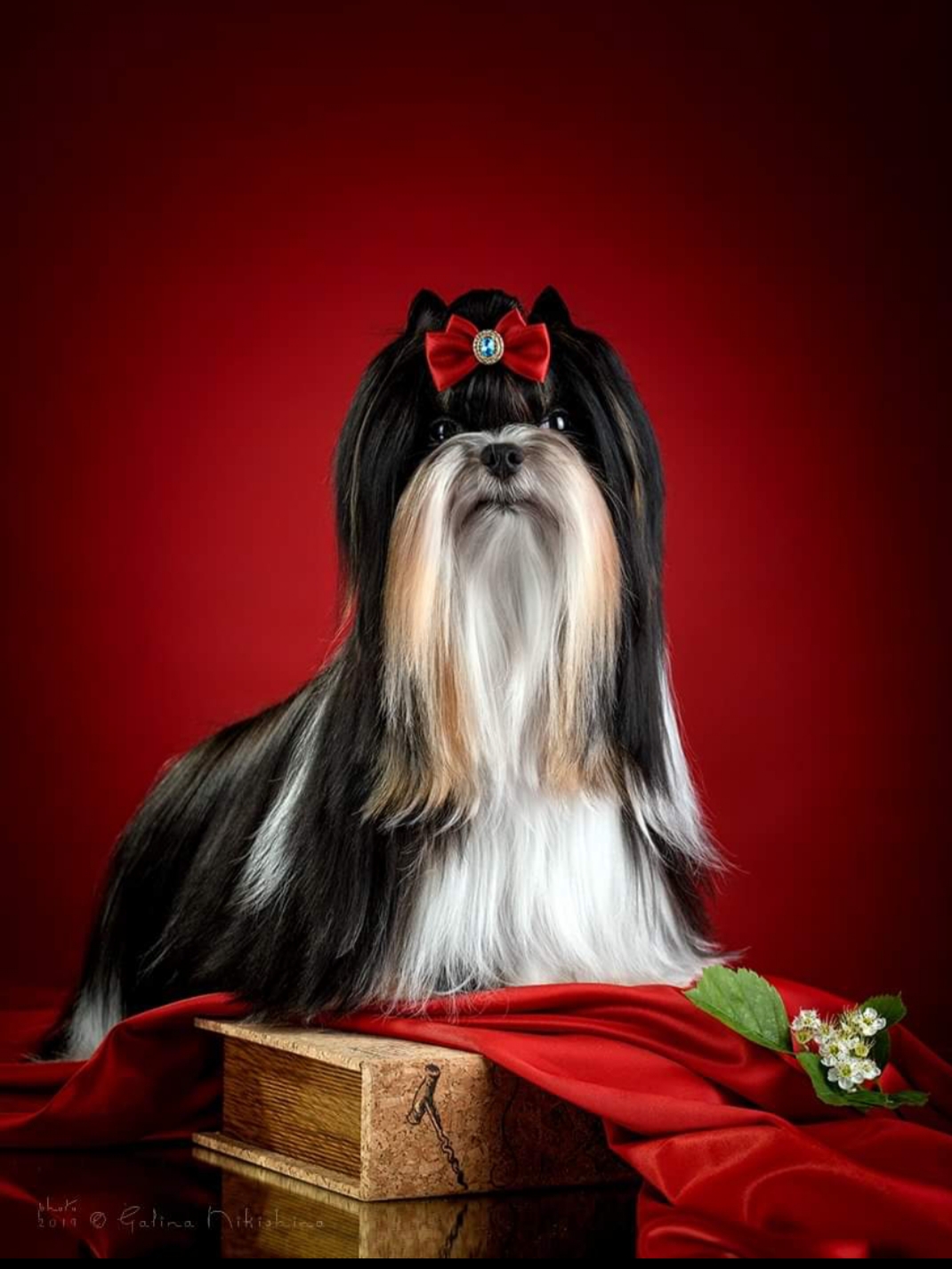 Питомник ПЛЭЙН ФУТУР / PLAIN FUTURE