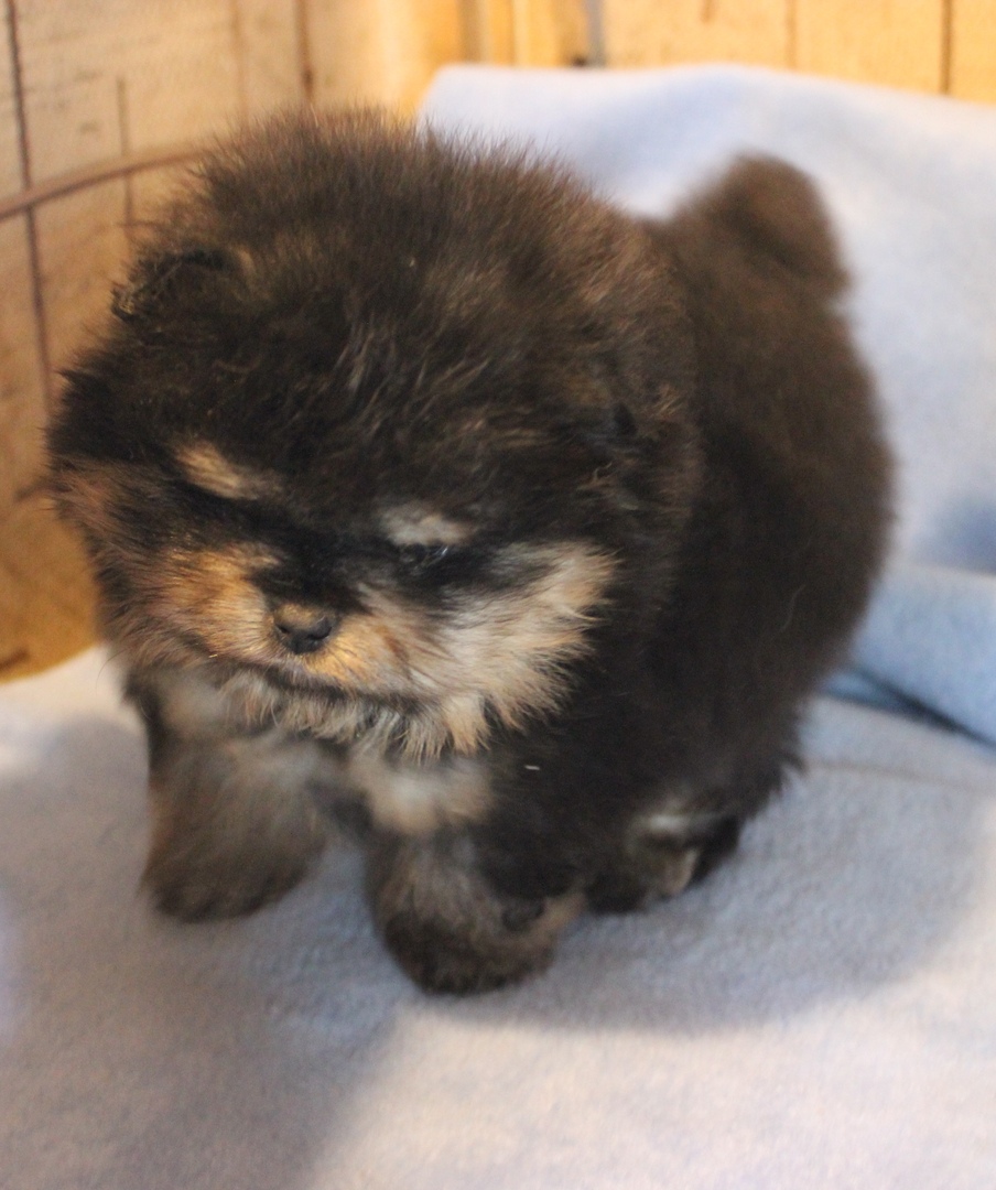 Питомник СЕВЕРНЫЙ АЛМАЗ / SEVERNI ALMAZ