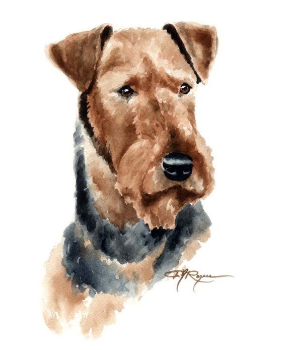 Питомник АМВЕР МЕЛОДИ / AMVER MELODY