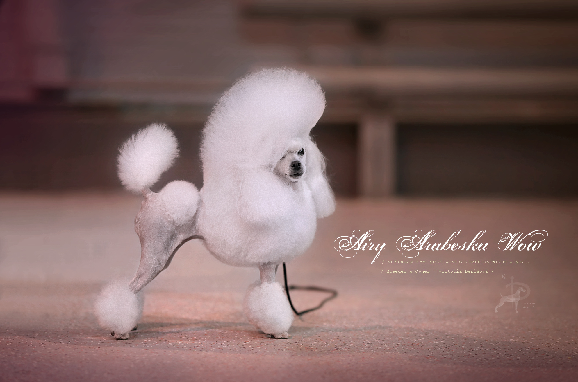 Питомник АЙРИ АРАБЕСКА / AIRY ARABESKA