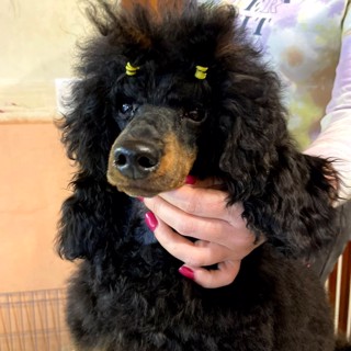 Питомник ДЖОЛЛИ СТАР / DZHOLLI STAR